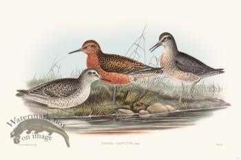 Gould Shore Bird 013